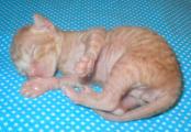 Cornish rex kittens