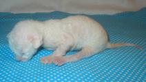 Cornish rex kittens