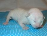 Cornish rex kittens