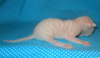 Cornish rex kittens