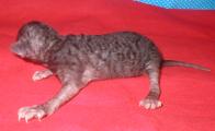 Cornish rex kittens