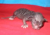 Cornish rex kittens