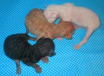 Cornish rex kittens