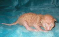 Cornish rex kittens