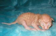 Cornish rex kittens