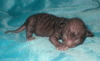 Cornish rex kittens