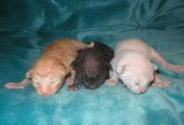 Cornish rex kittens