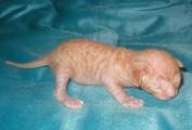 Cornish rex kittens