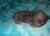 Cornish rex kittens