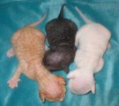 Cornish rex kittens