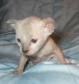 larissa Cornelian cornish rex