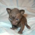 Ñassiopeia Cornelian cornish rex