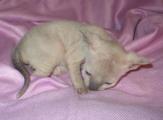 Ñlarissa Cornelian cornish rex