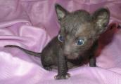 Ñassiopeia Cornelian cornish rex