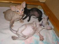 Cornish Rex kittens