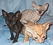 Cornish Rex kittens