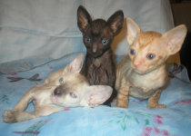 Cornish Rex kittens