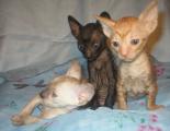 Cornish Rex kittens