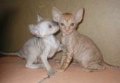 Cornish Rex kittens