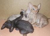 Cornish Rex kittens