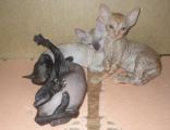 Cornish Rex kittens