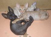 Cornish Rex kittens