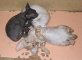 Cornish Rex kittens