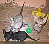 Cornish Rex kittens