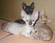 Cornish Rex kittens