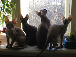 Cornelian Cornish Rex kittens