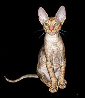 Captain Roy Cornelian Cornish Rex kittens