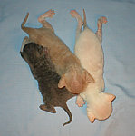 D* E* Cornelian cornish rex kittens