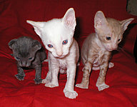 Cornish Rex Kittens Cornelian