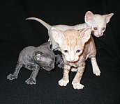 Cornish Rex Kittens Cornelian