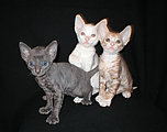 cornish rex kittens Cornelian