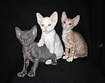 cornish rex kittens Cornelian