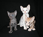 cornish rex kittens Cornelian