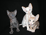 cornish rex kittens Cornelian