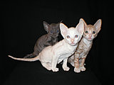 cornish rex kittens Cornelian