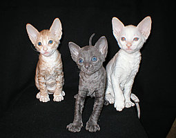 Cornish Rex Kittens Cornelian