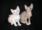 cornish rex kittens Cornelian