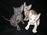 cornish rex kittens Cornelian