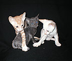 cornish rex kittens Cornelian