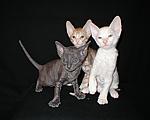 cornish rex kittens Cornelian