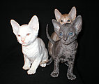 cornish rex kittens Cornelian