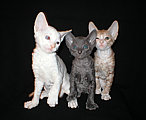 cornish rex kittens Cornelian