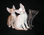 cornish rex kittens Cornelian