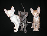 cornish rex kittens Cornelian