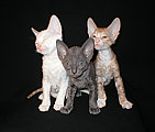 cornish rex kittens Cornelian