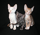 cornish rex kittens Cornelian